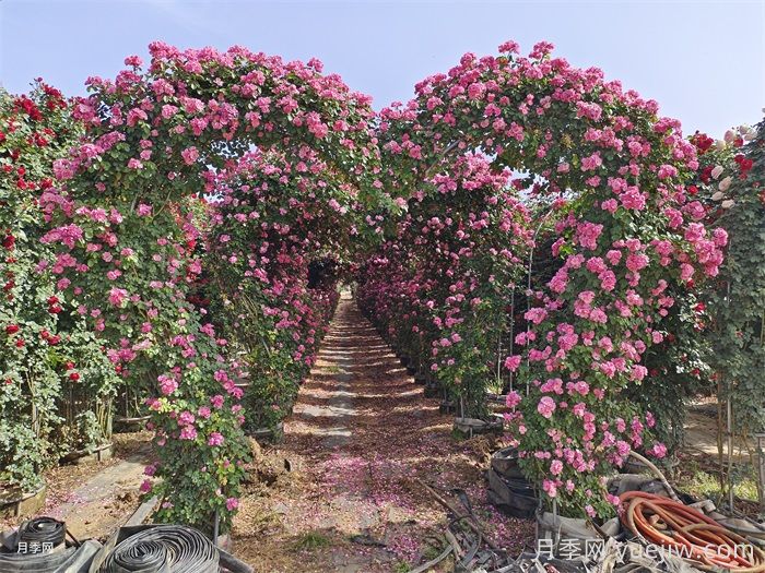 会养月季花，来把普通月季养成造型艺术品(图3)