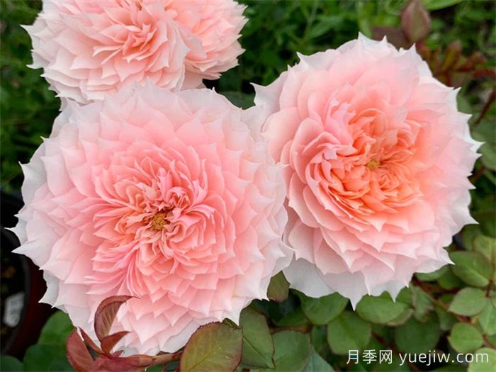 盘点那些比荷花还美的月季，三种月季秀色可餐(图2)