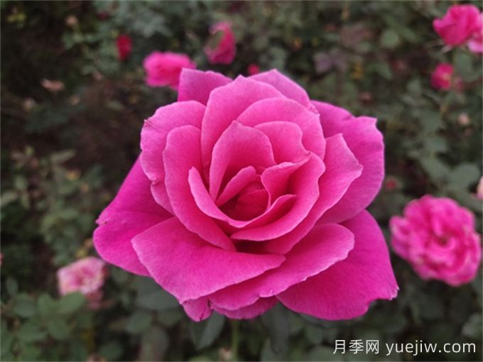 北京什么月季花大好养？月季专家带您品杂交茶香月季(图10)