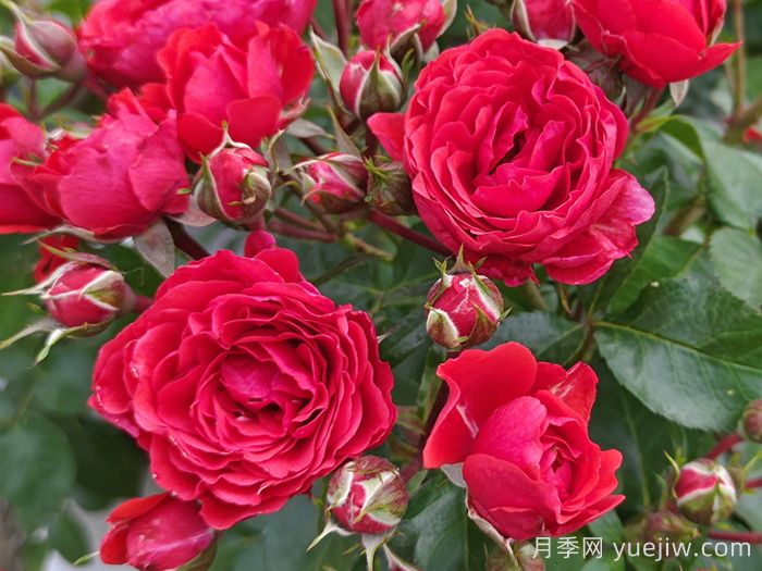 日照招贤玫瑰产业园，花海花香溢满致富路(图1)