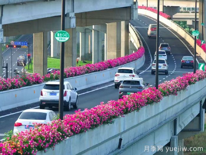 月季市花主题花园的建设思路(图2)
