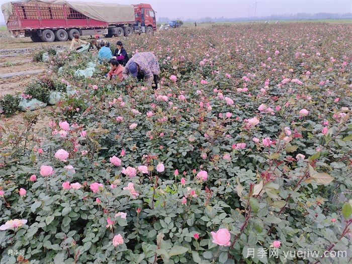 月季苗遇到除草剂药害怎么办？(图1)