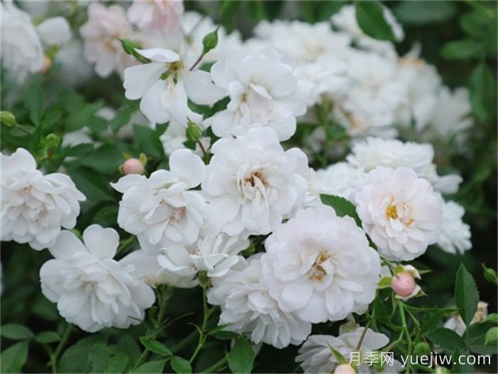 小空间能养的月季在这,值得入手的微型月季(图5) 小空间能养的月季在这,值得入手的微型月季(图5)