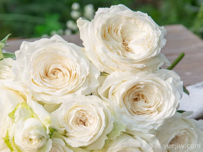 治愈系白色月季推荐，每一款都值得拥有(图1)