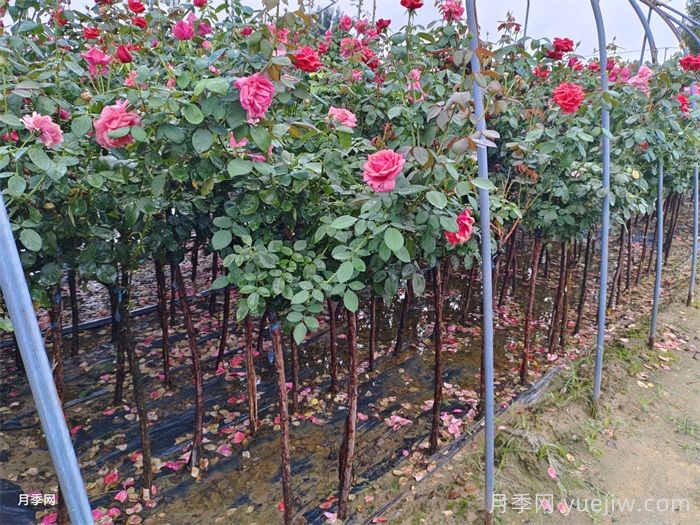 南阳月季花多少钱一株?南阳月季小苗价格(图2) 南阳月季花多少钱一株?南阳月季苗价格(图2)