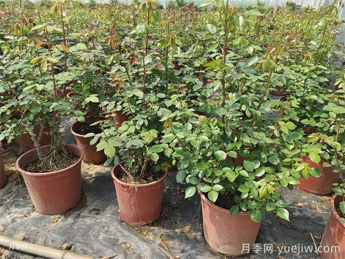 新买的月季苗如何换盆?(图1) 新买的月季苗如何换盆?(图1)