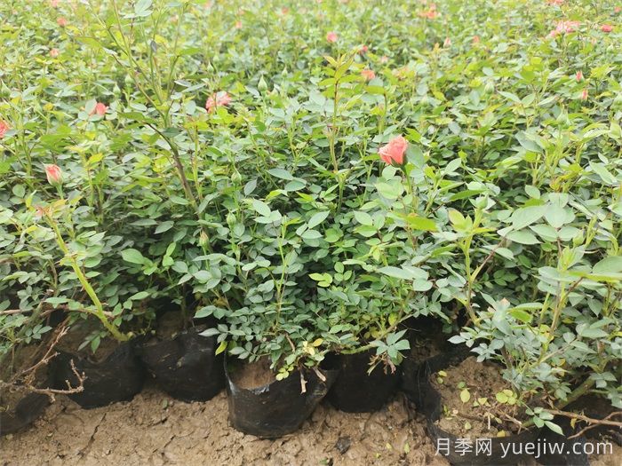 暴雨过后,哪些园林植物易受害?(图2) 暴雨过后,哪些园林植物易受害?(图2)