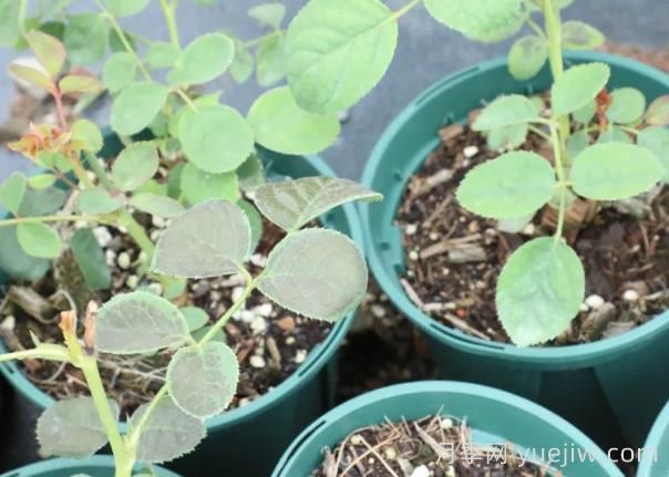 月季嫩尖干瘪，到底是什么问题产生的？(图2)