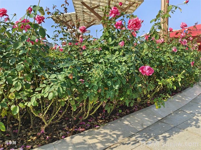 园林绿化苗木品种怎么选？(图1)