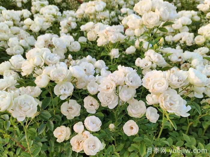 哪些月季品种适合种植在半阴环境中？(图4)