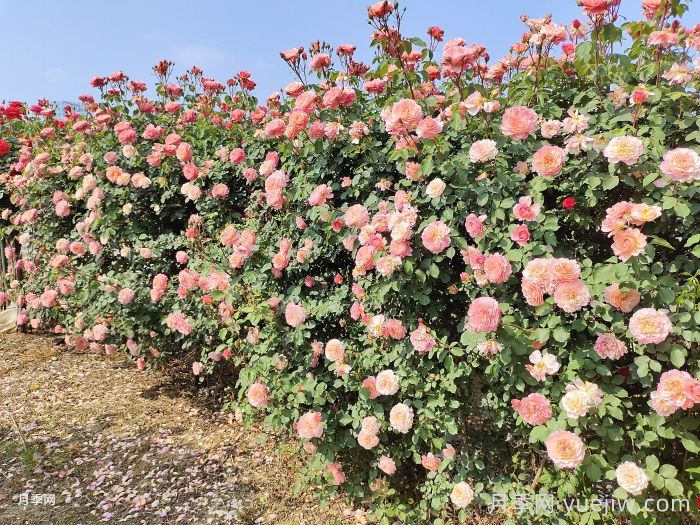 如何在半阴环境中养护藤本月季和丰花月季？(图1)