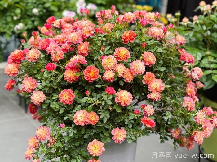 新手不会养月季？5个月季超级好看又好养(图4)