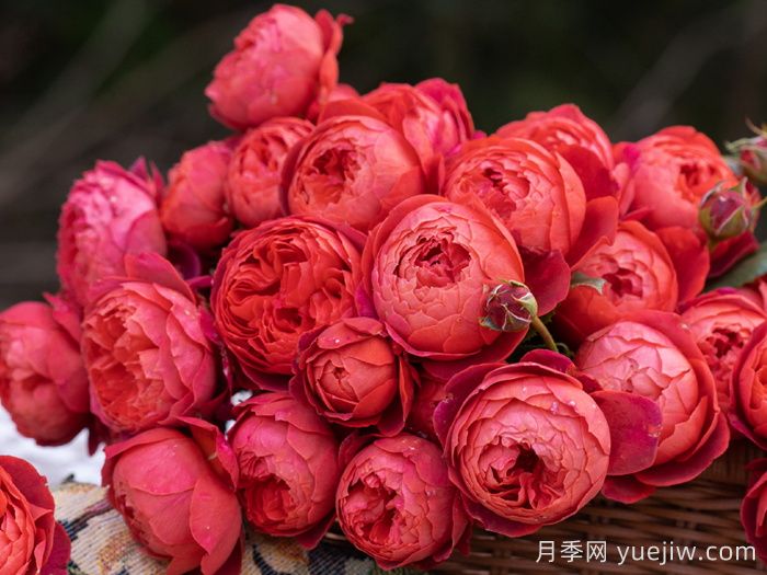 一平方阳台如何实现月季自由，推荐5款天狼月季(图4)