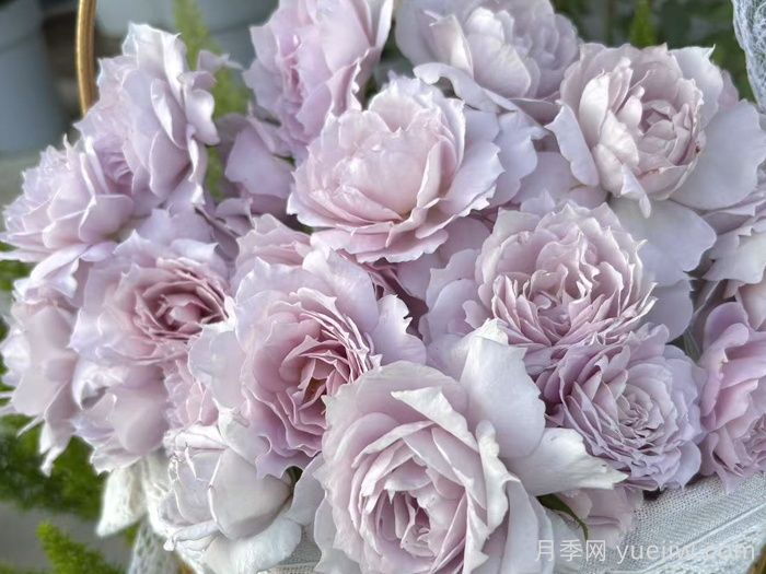 一平方阳台如何实现月季自由，推荐5款天狼月季(图2)