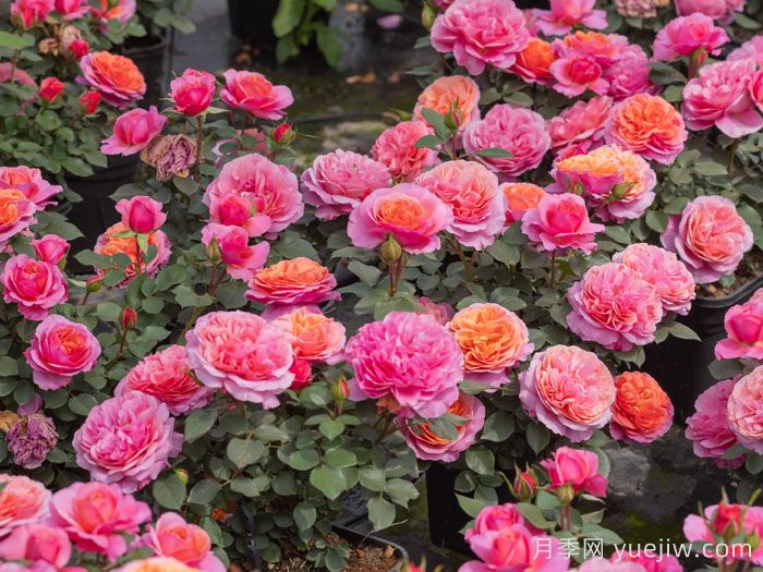 一平方阳台如何实现月季自由，推荐5款天狼月季(图1)