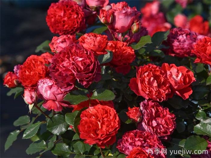 一平方阳台如何实现月季自由，推荐5款天狼月季(图3)