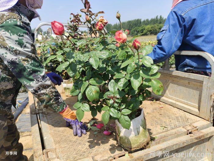 夏季月季苗木移栽攻略(图2)