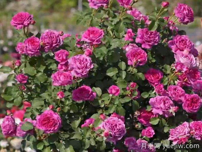 风荷锦月季(图1)