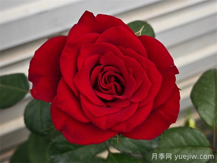 选择红玫瑰就使选择选高原红月季(图1)