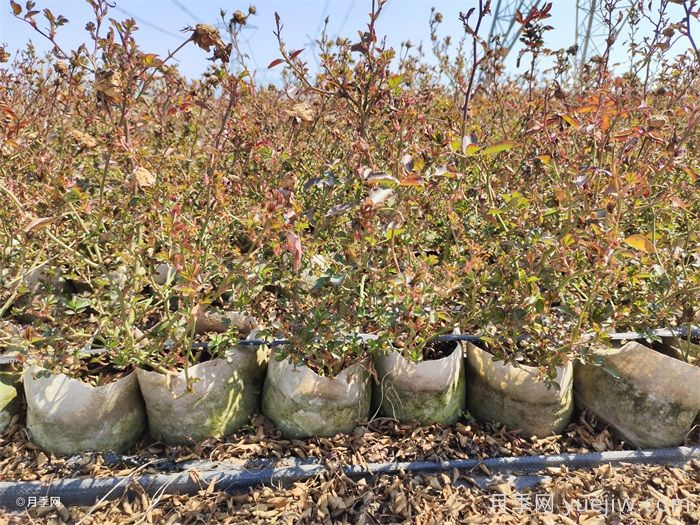 冬天月季花休眠，做好3件事为明年开花做准备(图2)