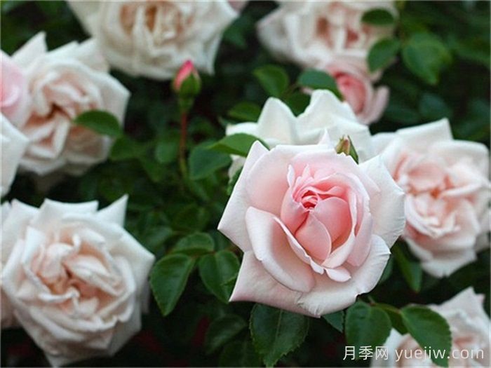 殿堂月季品种，18款被全世界深爱的月季(图9)