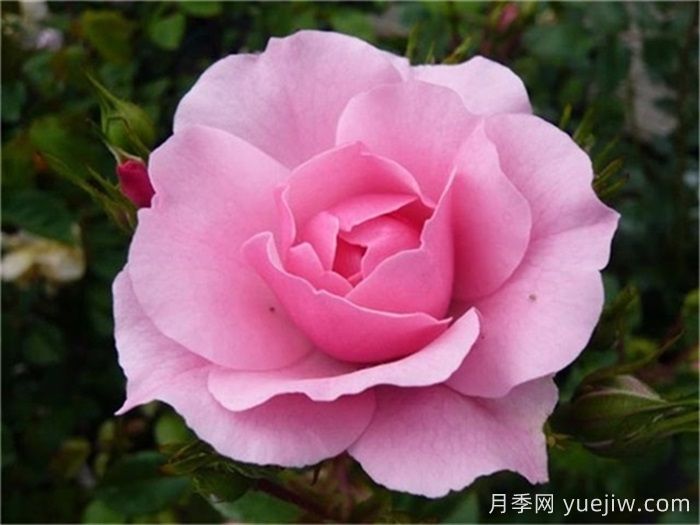 殿堂月季品种，18款被全世界深爱的月季(图11)