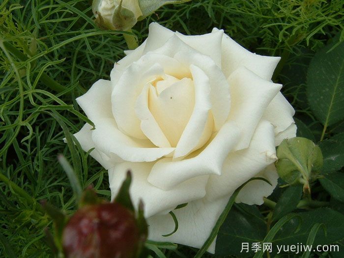 殿堂月季品种，18款被全世界深爱的月季(图7)