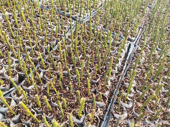 月季秋插方法很简单，牙签小苗成活率95%以上(图2)