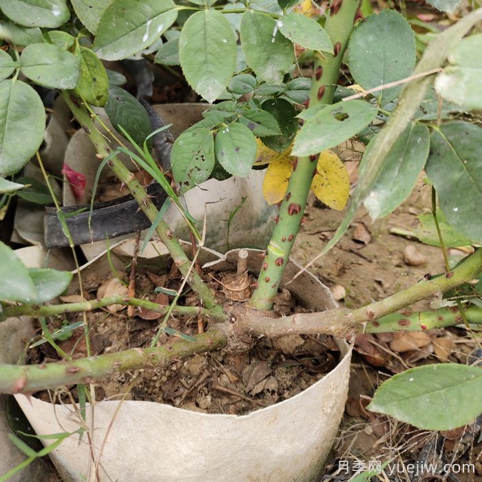 月季花如何养护才能让根系更发达？(图1)