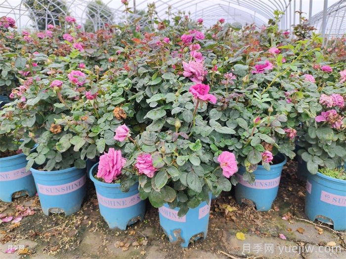 苗木干货，月季容器苗乃大势所趋(图3)