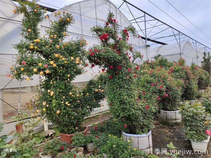 2025年秋季花木行业生产趋势(图2)