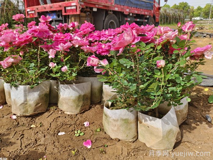 2025年秋季花木行业生产趋势(图1)