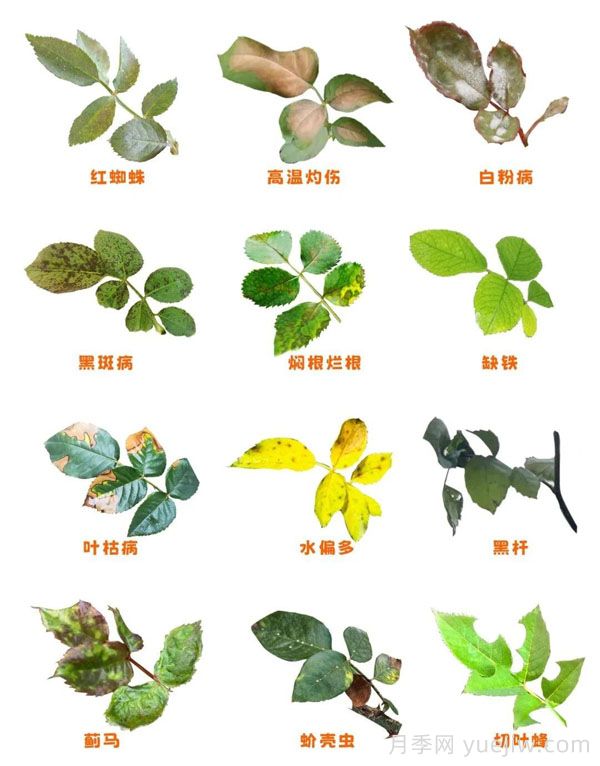月季的这几种常见的病虫害,要学会这么防治(图1) 月季的这几种常见的病虫害,要学会这么防治(图1)