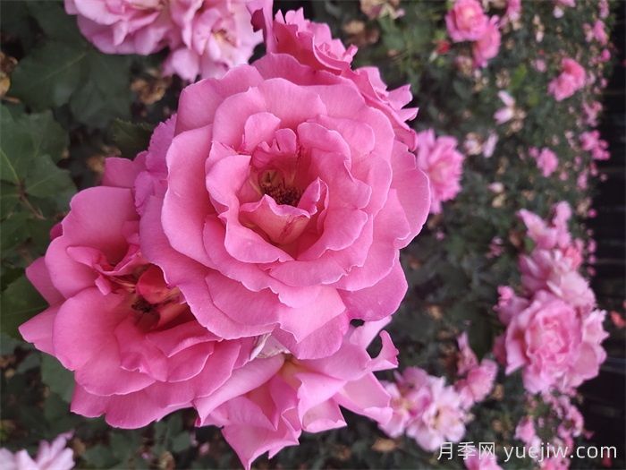 针对月季施肥存在的意义和作用有哪些呢？(图1)