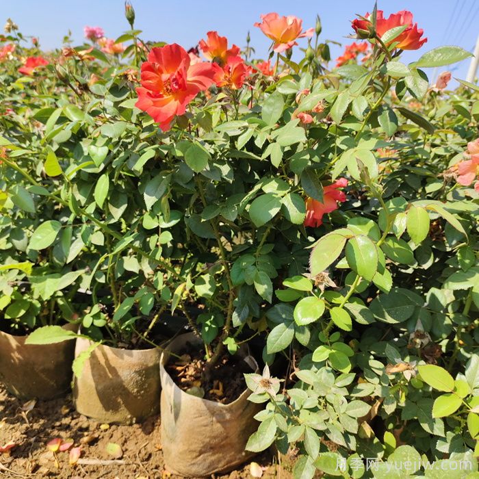 秋季能不能给花月季花换盆?(图1) 秋季能不能给花月季花换盆?(图1)