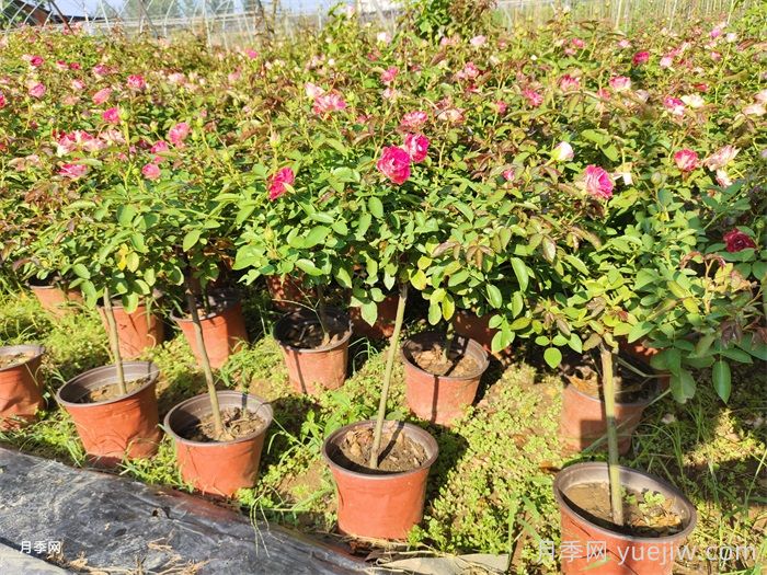 秋天给月季花换盆土还会再开花吗？(图1)