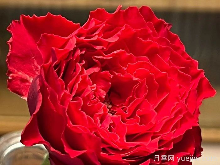 吸血鬼之吻月季优缺点(图1) 吸血鬼之吻月季优缺点(图1)