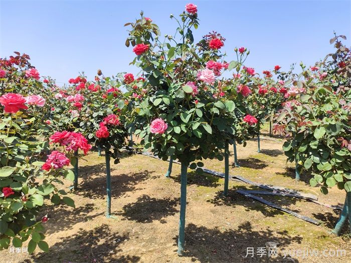 月季网绿化月季苗采购经验分享(图2)