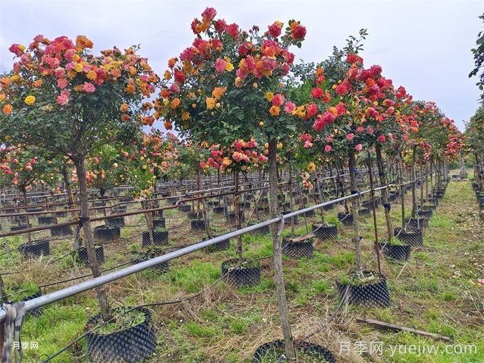 高杆月季的栽培管理技术(图3) 高杆月季的栽培管理技术(图3)