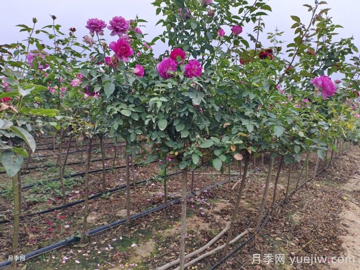 月季及其栽培技术(图2)