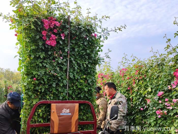 掌握苗木销售技巧，才能有源源不断的订单(图1)