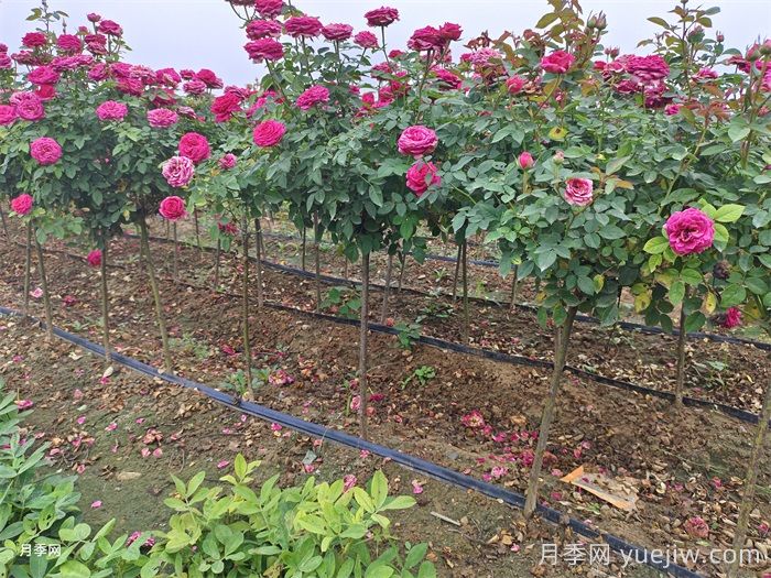 阳台月季全年养护指南(图3)