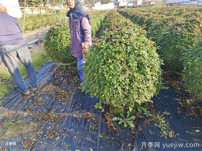 庭院种植常见的观赏花木品种推荐(图2) 庭院种植常见的观赏花木品种推荐(图2)