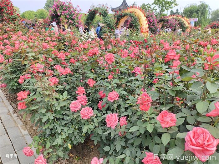 南阳：打造独一无二的南阳月季文化IP(图1)
