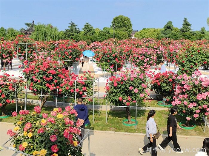 花卉地标:南阳月季(图3) 花卉地标:南阳月季(图3)