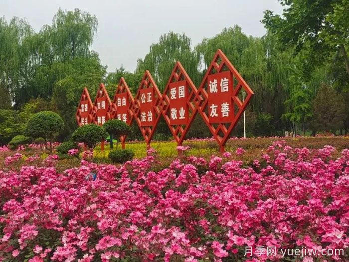 濮阳市花，月季里的濮阳底蕴(图2)