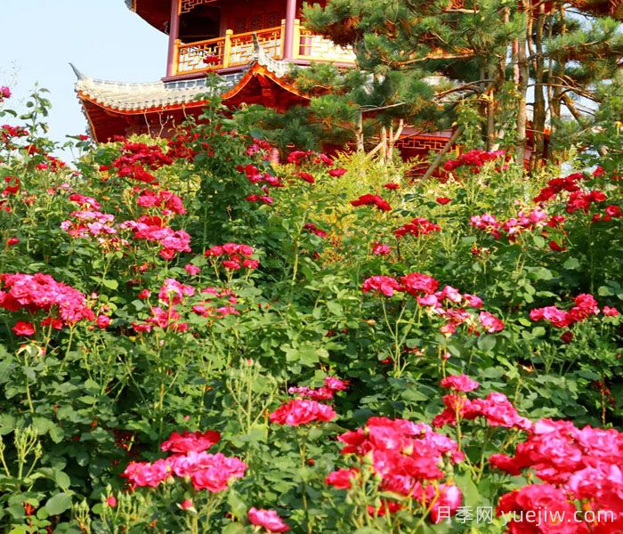 濮阳市花，月季里的濮阳底蕴(图3)