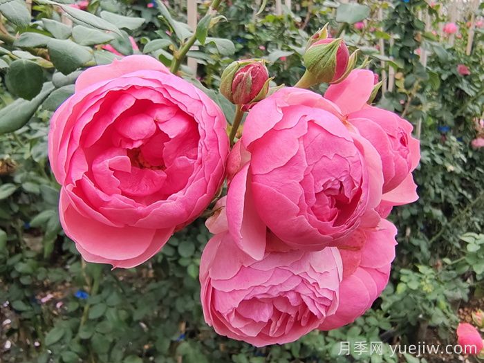 威海适合养月季花吗?市花和市树是什么?(图1) 威海适合养月季花吗?市花和市树是什么?(图1)