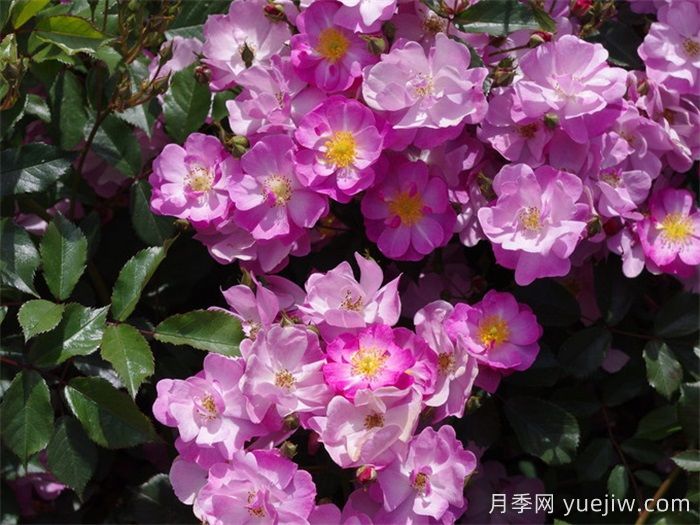 藤本月季哪个品种好?推荐8种漂亮好养,开花不停(图7) 藤本月季哪个品种好?推荐8种,漂亮好养开花不停(图7)