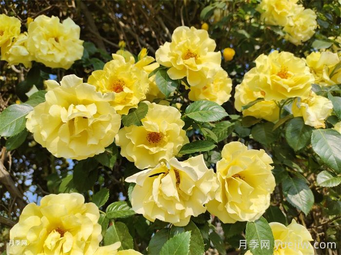 盆栽月季花怎么养才会爆花？(图2)